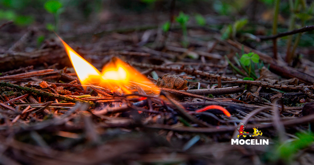 Incêndios florestais: cuidar do meio ambiente é dever de todos nós!